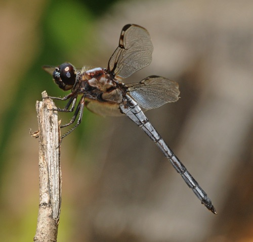 Male
2009_08_01_Floyd